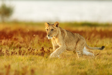 nice and cute young female lioness (Panthera leo) in the savannah