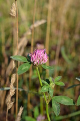 Koniczyna czerwona, pojedynczy kwiat, Trifolium pratense - 486568369