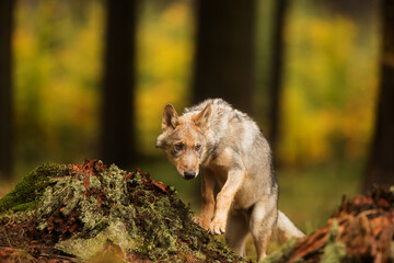 young male Eurasian wolf (Canis lupus lupus) very cautiously approaching