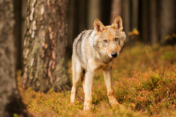 young male Eurasian wolf (Canis lupus lupus) he is very curious and fearful at the same time