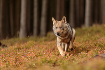young male Eurasian wolf (Canis lupus lupus) running through the blueberry woods
