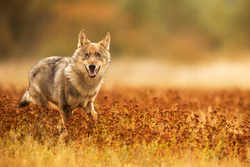 young male Eurasian wolf (Canis lupus lupus) in a flowering meadow in the budding autumn