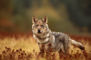 young male Eurasian wolf (Canis lupus lupus) standing and looking ahead