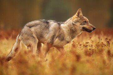 young male Eurasian wolf (Canis lupus lupus) close-up of a running wolf