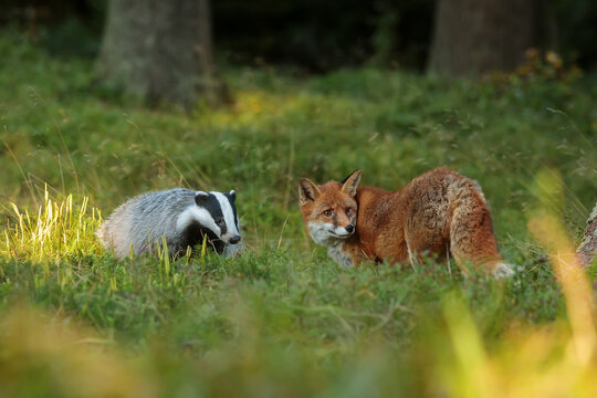 European badger (Meles meles) and red fox (Vulpes vulpes) met in the woods by the prey