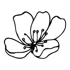 hand-drawn Sakura blossom isolated on white background. Vector botanical illustration. Hand-drawn apple blossom.