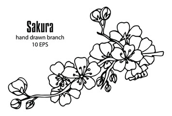 hand-drawn Sakura blossom isolated on white background. Vector botanical illustration. Hand-drawn apple blossom. © Rina Design