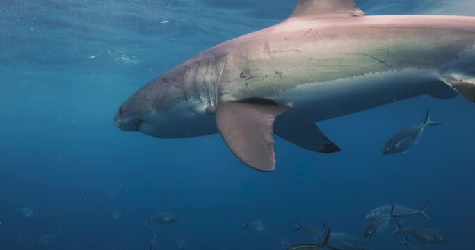 Amazing and scary footage of Great white shark attacking a cage underwater