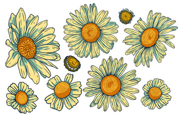 Tops of daisy flowers, vector set. Bundle of isolated floral design elements. Vector collection of beautiful blooming chamomiles with outline. Colored hand drawn illustrations on white background