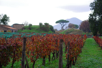 Vignes de Pomp&eacute;i faisant face au V&eacute;suve