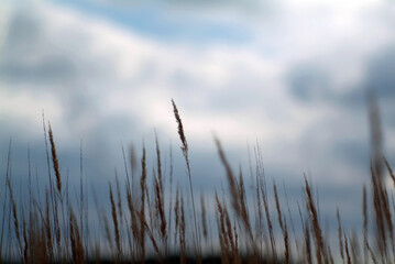 Fototapeta premium field grass against the sky