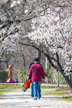 Man walking along a path where on the sides, almond tree with branches full of white flowers in the El Retiro park in Madrid, in Spain. Europe. Spring. Vertical photography. Spring. Spring Time 2023.