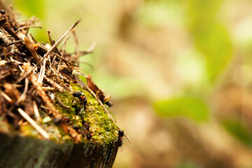 Ants on an old stump in the forest build an anthill.