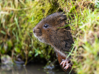 Water Vole looking out a Hole