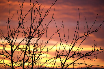 Dark foliage of small trees and bush against bright colorful sunset sky with vivid clouds...