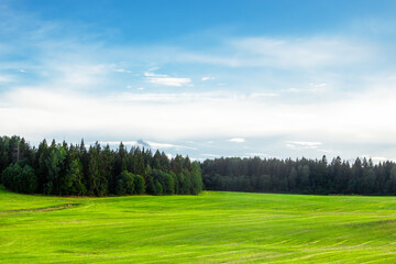 Fototapeta premium A bright green field, in the distance a forest and a clear blue sky.
