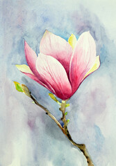 delicate magnolia flower