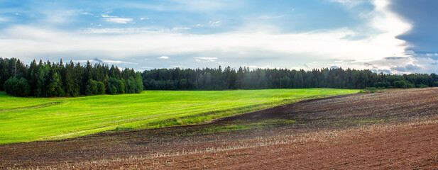 Young winter cereals sown in autumn, near a harvested potato field.