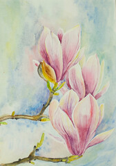 delicate magnolia flower - 486570390