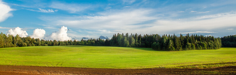 Young winter cereals sown in autumn, near a harvested potato field.