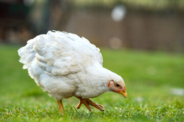 Hen feed on traditional rural barnyard. Close up of chicken standing on barn yard with green grass. Free range poultry farming concept