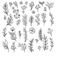 Vector branches and leaves. Hand drawn floral elements. Vintage botanical illustrations. Doodle nature ornaments.