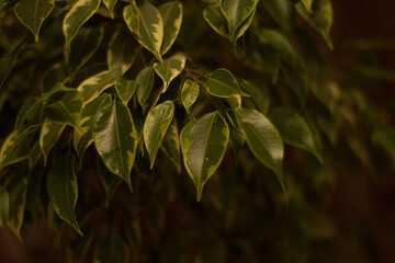 green leaves background