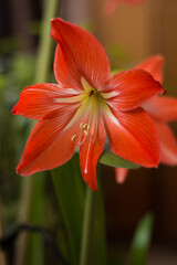 Fototapeta premium orange lily in the garden