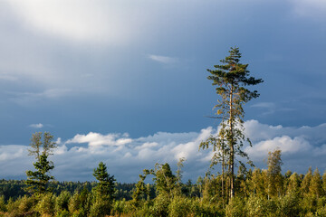 A lone pine tree rises above a swampy forest area.