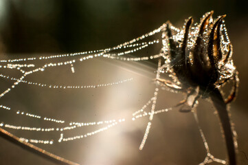 Web with dew drops on autumn herbs in sun rays, macro