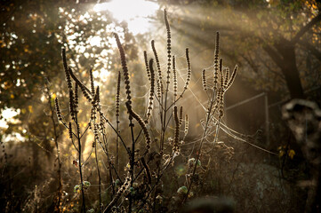 Web with dew drops on autumn herbs in sun rays