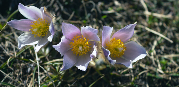 Spring floral background. Alpine anemone flowers (Pulsatilla alpina) found at Passo Staulanza on a high altitude meadow in the Dolomites, Italy.