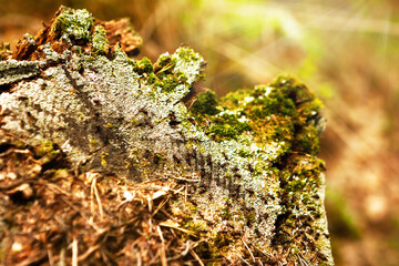 Ants on an old stump in the forest build an anthill.