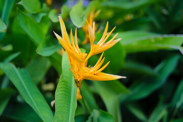 Obraz premium Close-up view of yellow heliconia flower (Heliconia angusta or Yellow Christmas) with green leaves background. Heliconia or banana flowers are a type of tropical ornamental plant