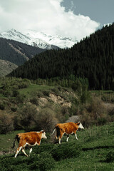 Fototapeta na wymiar Image of cows farm with mountains on the background. Hiking in the mountain