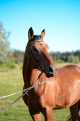 Obraz premium portrait of a horse