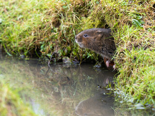 Water Vole looking out a Hole