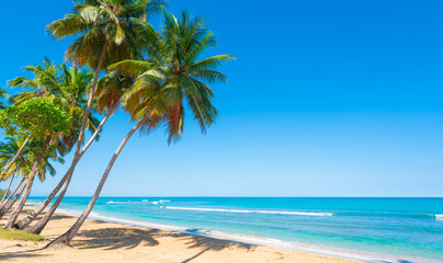 Naklejka na ściany i meble Caribbean coast with palm sandy beach on a sunny morning. Green coconut palms against the blue sky and turquoise sea waves. Tropical empty ocean beach.