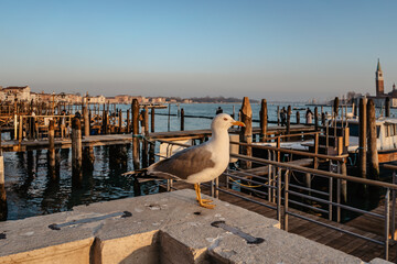 Seagull at sunset in Venice,Italy.Seagull portrait against sea shore. Close up view of white bird seagull standing. Wild seagull with gondola and Venetian background.Freedom tranquil scenery