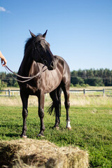 Obraz premium horse and foal
