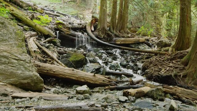 A small stream cascading over the logs in the forest. 