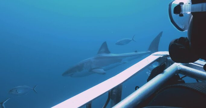 Amazing footage of Great white shark with diver in foreground, cage underwater
