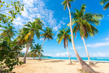 Summer sea beach with white sand and green palm trees. Palm leaves against a blue cloudy sky. Blue sea waves near the sandy coast. Beautiful tropical seascape.