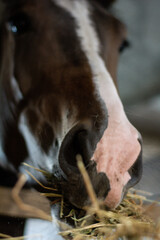 horse eating hay