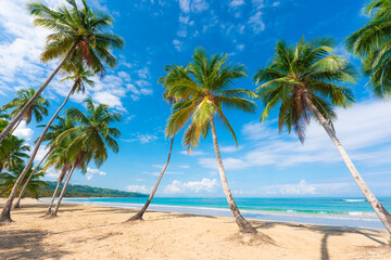 Obraz na płótnie Canvas Palm summer Dominican beach. Calm turquoise sea waves. Green palm trees against a cloudy blue sky. Blue lagoon off the tropical coast. A beautiful sea voyage.