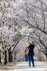 Fototapeta na wymiar Woman taking a photograph of the white flowers of the almond trees in full bloom in spring in the El Retiro park in Madrid, in Spain. Europe. Vertical photography. Spring. Spring Time 2023.