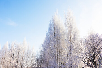 Tree crowns covered with thick frost against blue sky