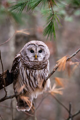 Barred Owl (Strix varia) Sitting In a Tree