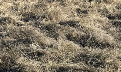Bushes of dry grass on a meadow in winter