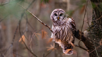 Barred Owl (Strix varia) Sitting In a Tree